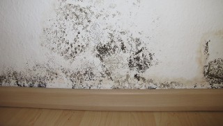 Mold Removal - New Hyde Park, NY