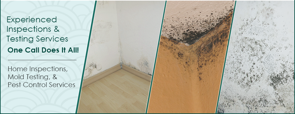 Mold Inspections Los Angeles